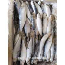 Sardinha congelada para isca de atum